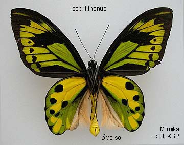 特コレクションシリーズ激レアOrnithoptera tithonus ssp.